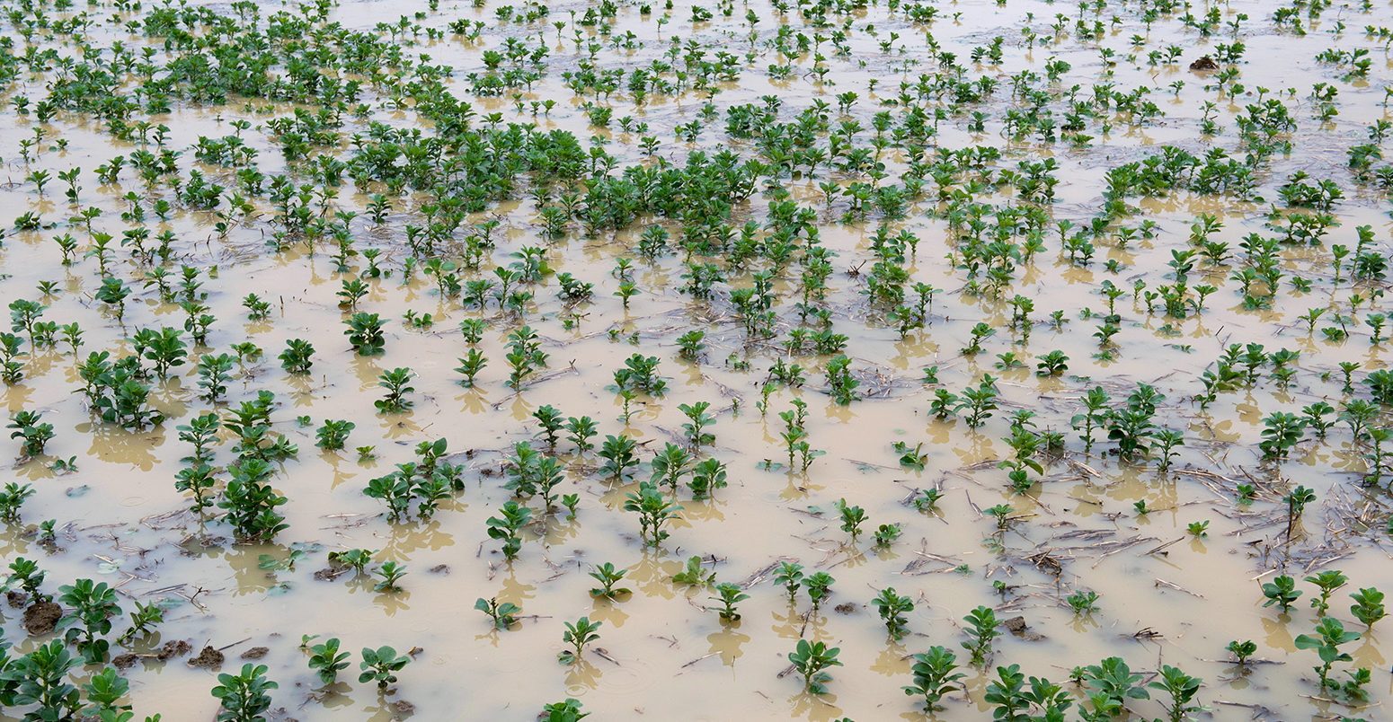 Flooded field of winter crops on a farm in the UK