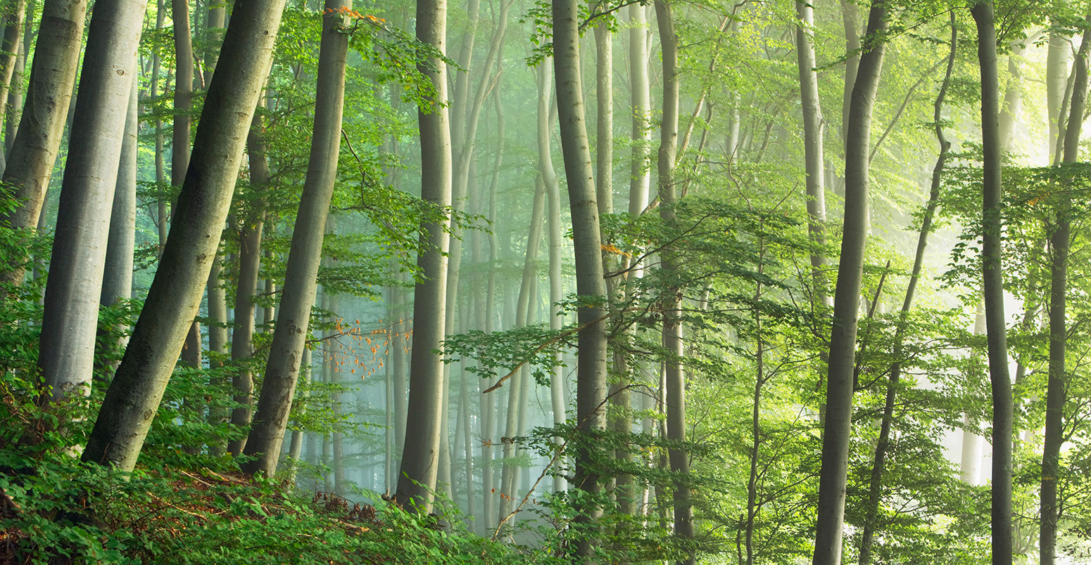 Forest, Ammersee, Bavaria, Germany