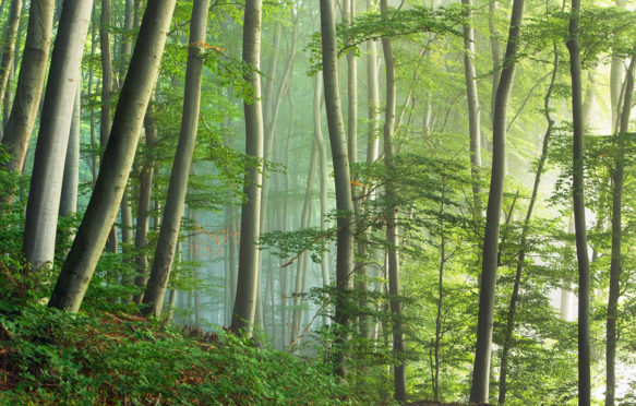 Forest, Ammersee, Bavaria, Germany