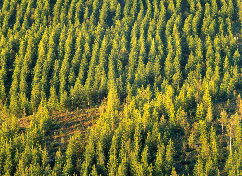 Young forest with planted pines (Pinus sylvestris)