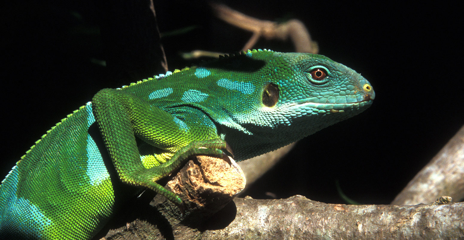 Fiji Banded Iguana (Brachylophus fasciatus)