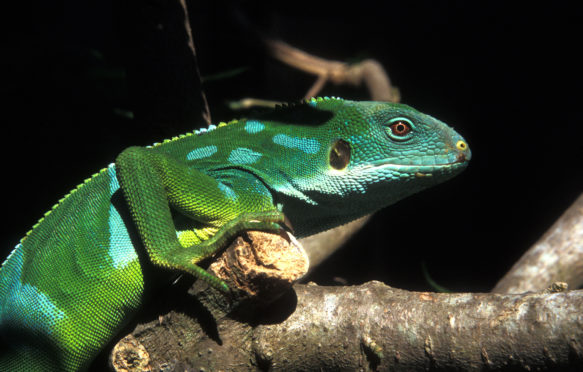 Fiji Banded Iguana (Brachylophus fasciatus)