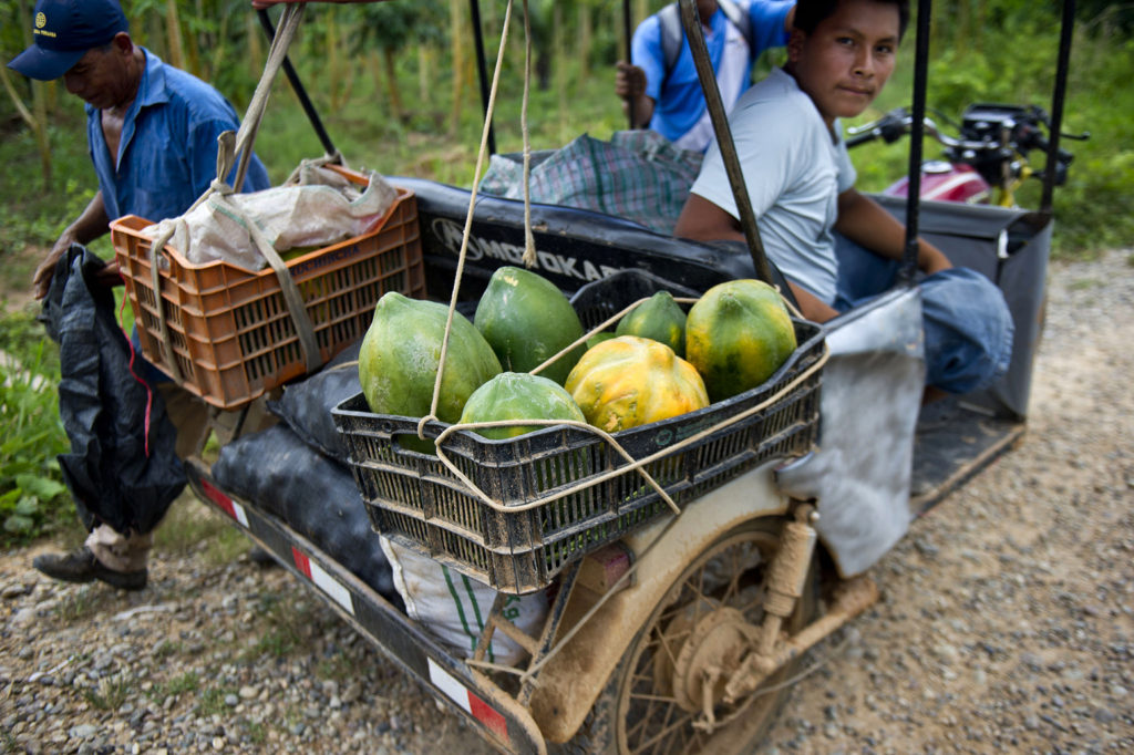 Locals load papaya´s in to a truck at the port of Arica district in Yurimaguas, Peru, 2014