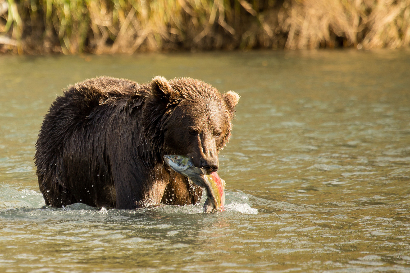 Climate Change Is Shifting Kodiak Bear Feeding Habits Study Says Carbon Brief
