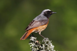 Common Redstart (Phoenicurus phoenicurus) male perched in woodland, North Wales, UK, 10/06/2013. Credit: Alan Williams / Alamy Stock Photo.