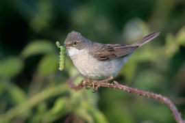 Female common whitethroat (Sylvia communis), Wales, 22/06/2007. Credit: mike lane/Alamy Stock Photo.