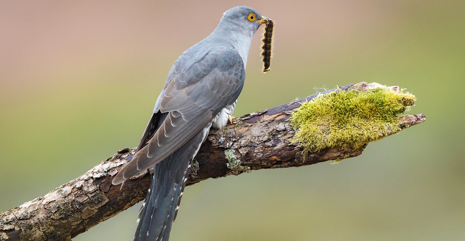 J3YNRW Male Cuckoo (Cuculus canorus) perched on a branch feeding on a caterpillar in the Brecon Beacons, Wales, UK