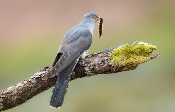 J3YNRW Male Cuckoo (Cuculus canorus) perched on a branch feeding on a caterpillar in the Brecon Beacons, Wales, UK