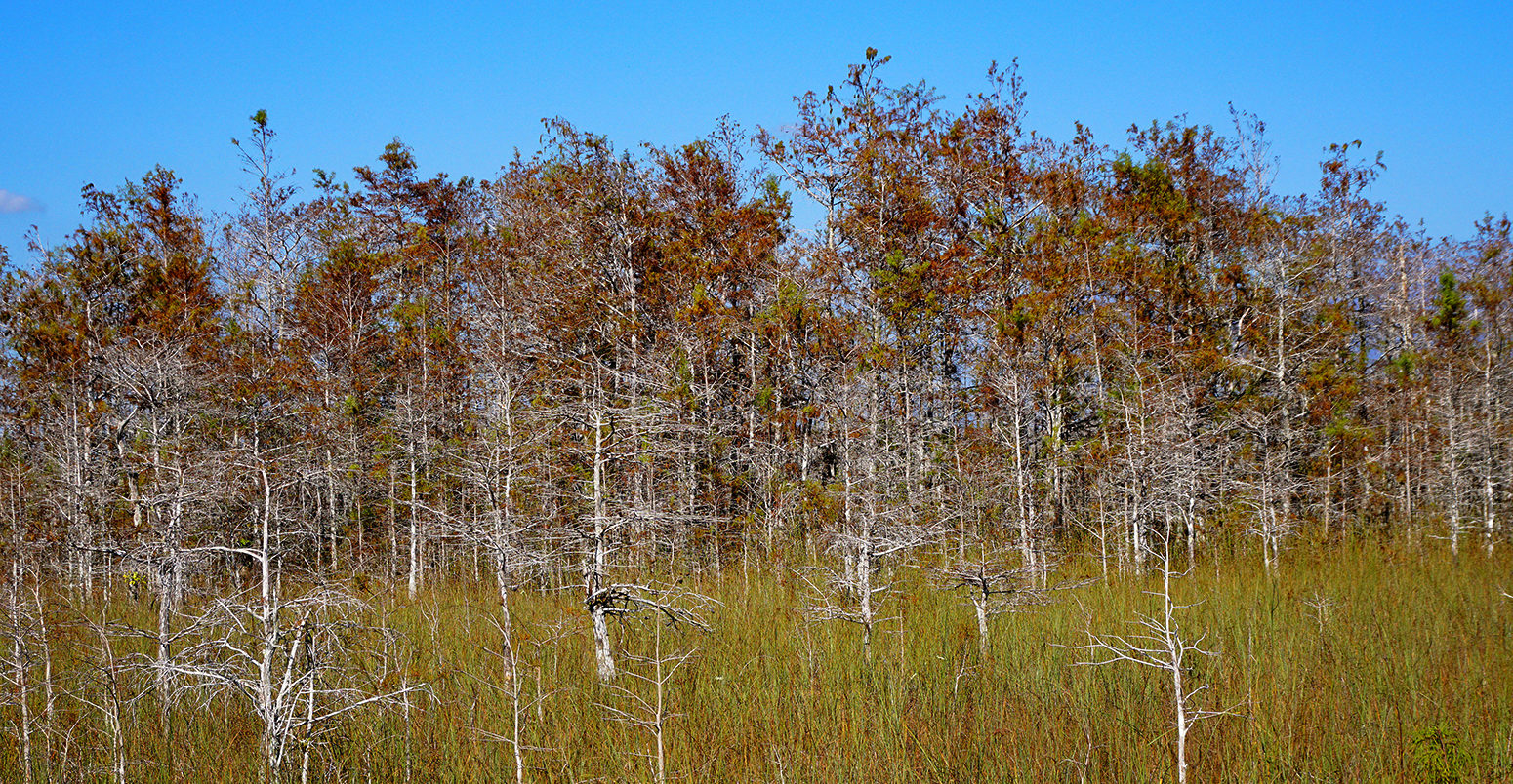 Everglades National Park dead trees and grasses.