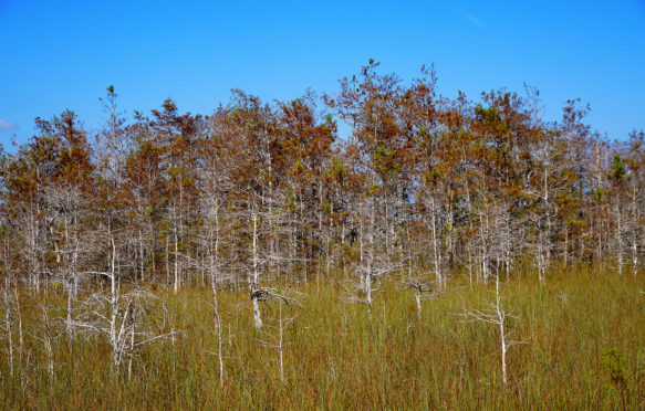 Everglades National Park dead trees and grasses.