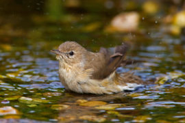Garden warbler (Sylvia borin) bathing in shallow water. Credit: Arterra Picture Library/Alamy Stock Photo.
