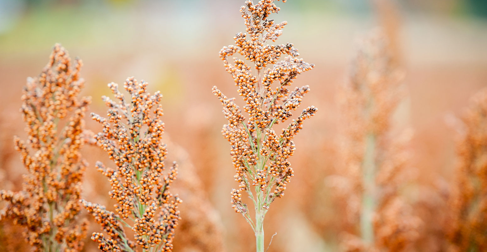 Field of Sorghum (Sorghum bicolor), Rock Hall, Maryland