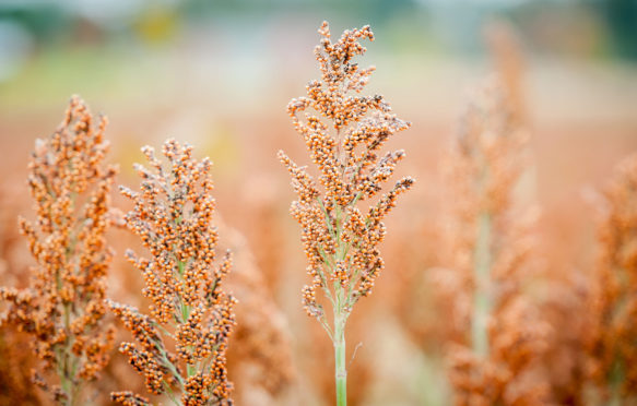 Field of Sorghum (Sorghum bicolor), Rock Hall, Maryland
