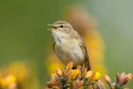 A Willow Warbler displaying while perched on gorse sprig, Ashdown Forest, East Sussex, UK, 08/05/2017. Credit: Toby Houlton/Alamy Stock Photo.