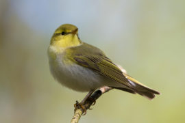 Wood Warbler (Phylloscopus sibilatrix), Llanrwst, United Kingdom, 02/05/2017. Credit: Ray Wilson / Alamy Stock Photo.