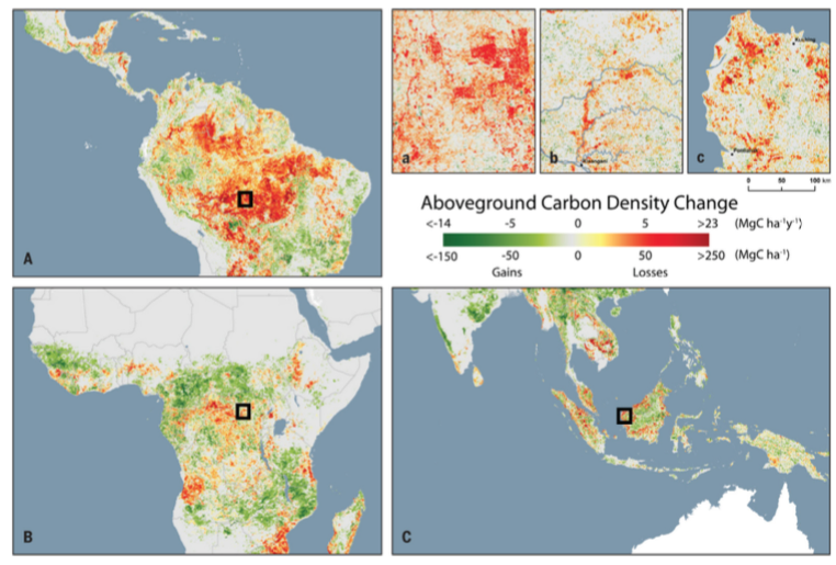 Tropical Forests Are No Longer Carbon Sinks Because Of