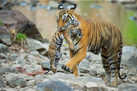 Bengal tiger (Panthera tigris tigris) female 'Noor T39' carrying cub, Ranthambore National Park, India, 01/06/2014. Credit: Nature Picture Library/Alamy Stock Photo.