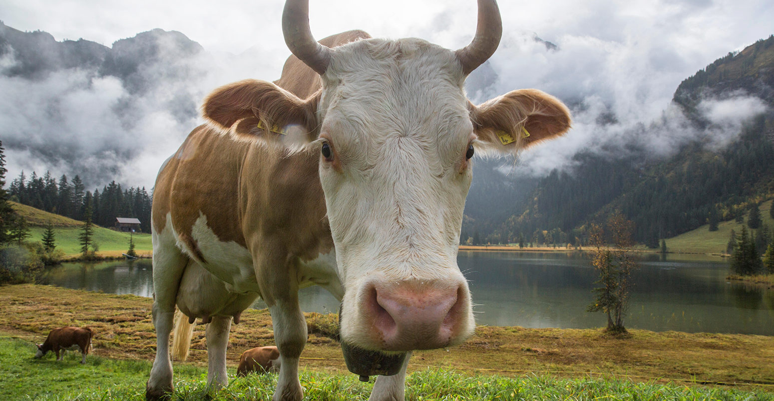 E7P0FD Lauenensee, cows, mountain lake, cow, cows, agriculture, animals, animal, canton Bern, Bernese Oberland, Switzerland, Europe,