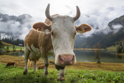 E7P0FD Lauenensee, cows, mountain lake, cow, cows, agriculture, animals, animal, canton Bern, Bernese Oberland, Switzerland, Europe,