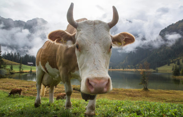 E7P0FD Lauenensee, cows, mountain lake, cow, cows, agriculture, animals, animal, canton Bern, Bernese Oberland, Switzerland, Europe,