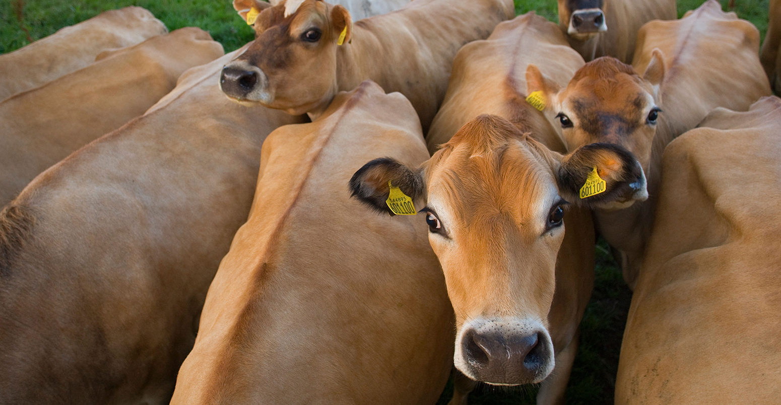 Close up of jersey cows in field