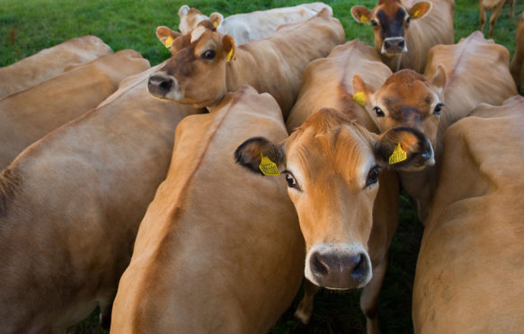 Close up of jersey cows in field