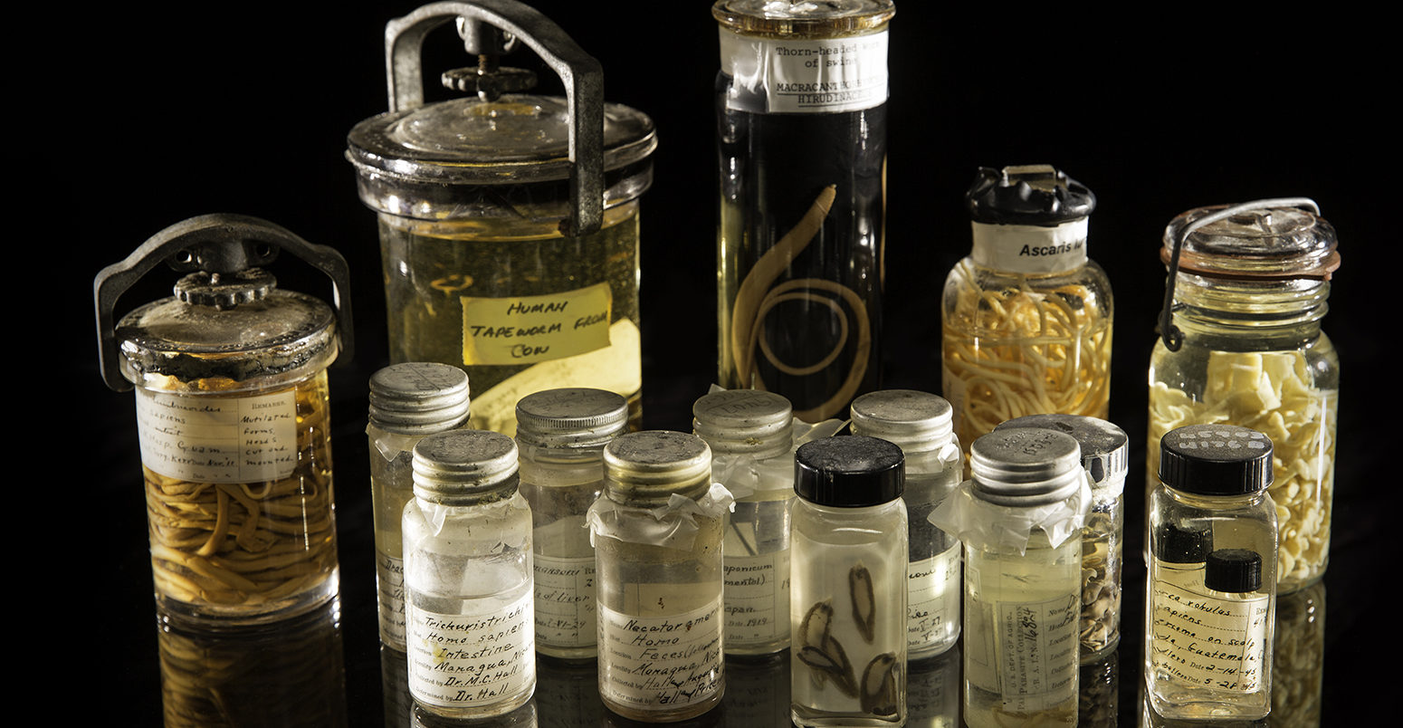 An assortment of specimens from the Smithsonian's National Parasite Collection at the National Museum of Natural History. The National Parasite Collection holds millions of parasite specimens in connection with information about their geographic distribution. The research team drew on this collection to analyze the impact of climate change on parasites.