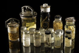 An assortment of specimens from the Smithsonian's National Parasite Collection at the National Museum of Natural History. The National Parasite Collection holds millions of parasite specimens in connection with information about their geographic distribution. The research team drew on this collection to analyze the impact of climate change on parasites.