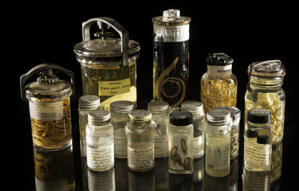 An assortment of specimens from the Smithsonian's National Parasite Collection at the National Museum of Natural History. The National Parasite Collection holds millions of parasite specimens in connection with information about their geographic distribution. The research team drew on this collection to analyze the impact of climate change on parasites.