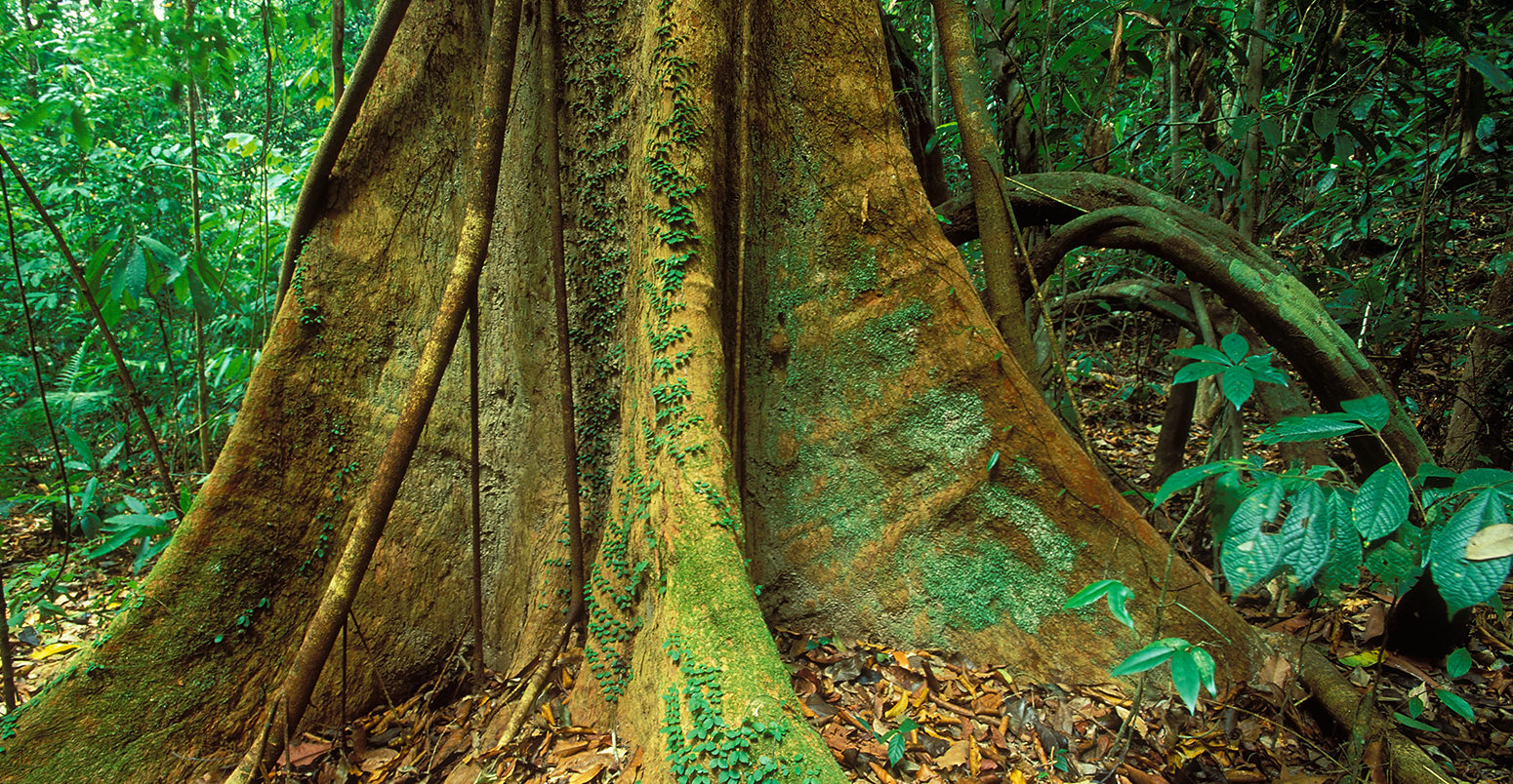 Tropical Forests Are No Longer Carbon Sinks Because Of