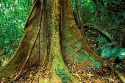 Primary rainforest Langkawi Malaysia