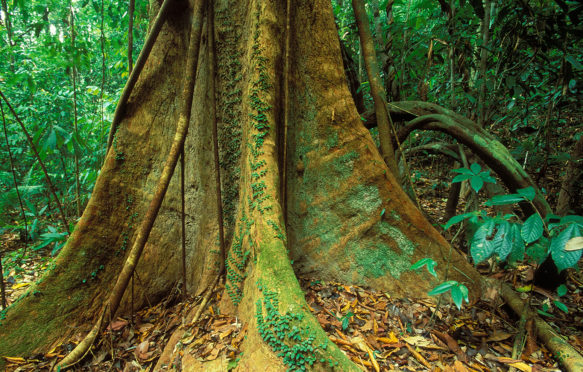 Primary rainforest Langkawi Malaysia