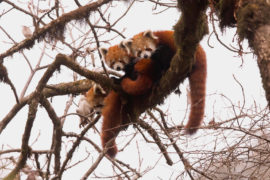 Wild red pandas in the eastern Himalayas, Singlila National Park, West Bengal, India, 02/2016. Credit: Shivang Mehta/Alamy Stock Photo.