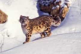 Snow leopard (Panthera uncia), in captivity. The snow leopard is found in Central Asia from Northwest China to Tibet and the Himalayas. Credit: All Canada Photos/Alamy Stock Photo.