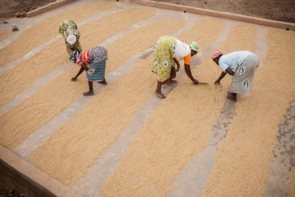 Rice is dried before being sold at a women's group processing center in Sourou Province, Burkina Faso.