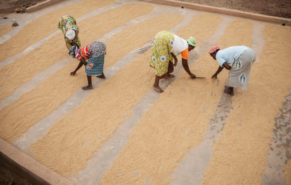 Rice is dried before being sold at a women's group processing center in Sourou Province, Burkina Faso.