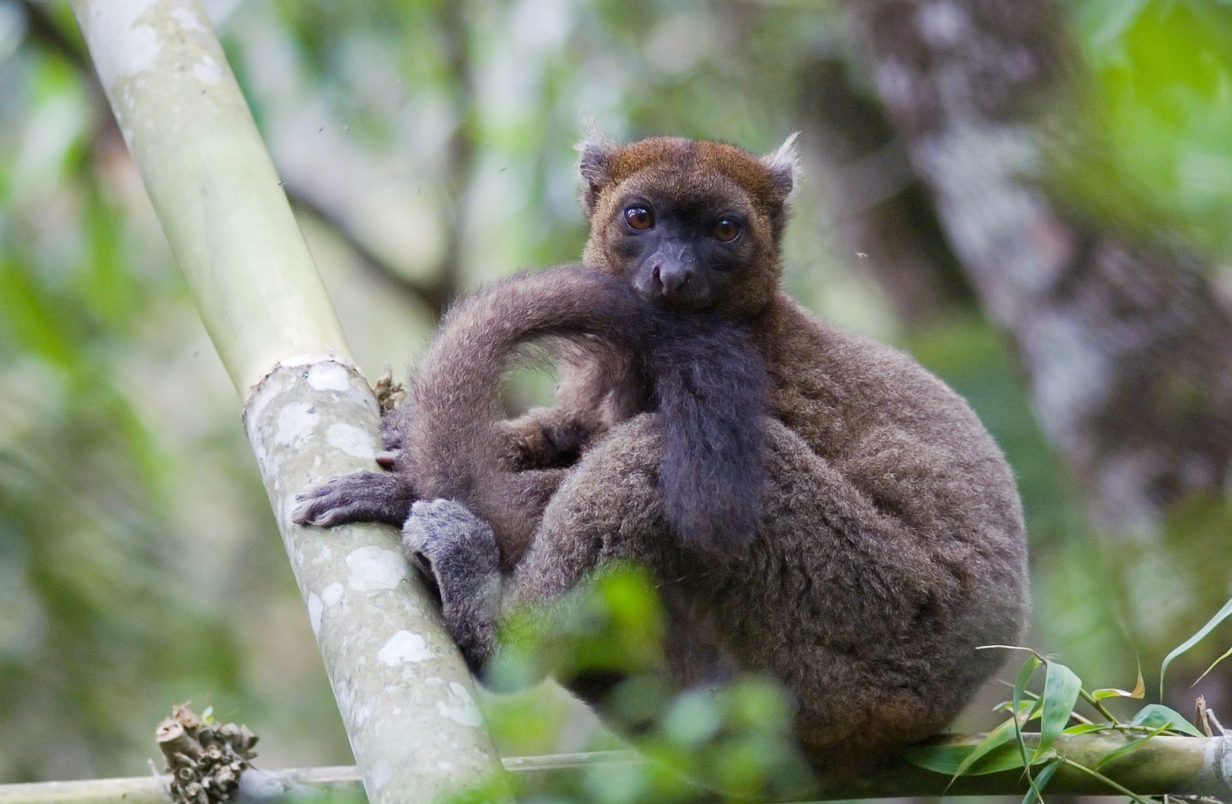 Greater bamboo lemur, here resting on a giant bamboo, CREDIT Jukka Jernvall