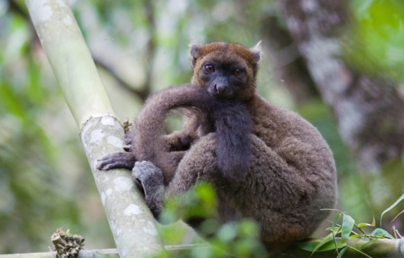 Greater bamboo lemur, here resting on a giant bamboo, CREDIT Jukka Jernvall
