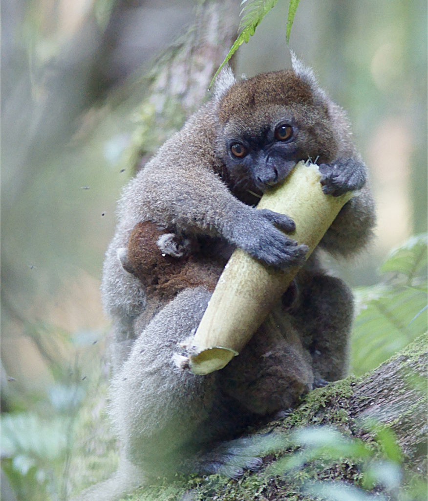 Greater bamboo lemur eats the tough culm (trunk) of bamboo 