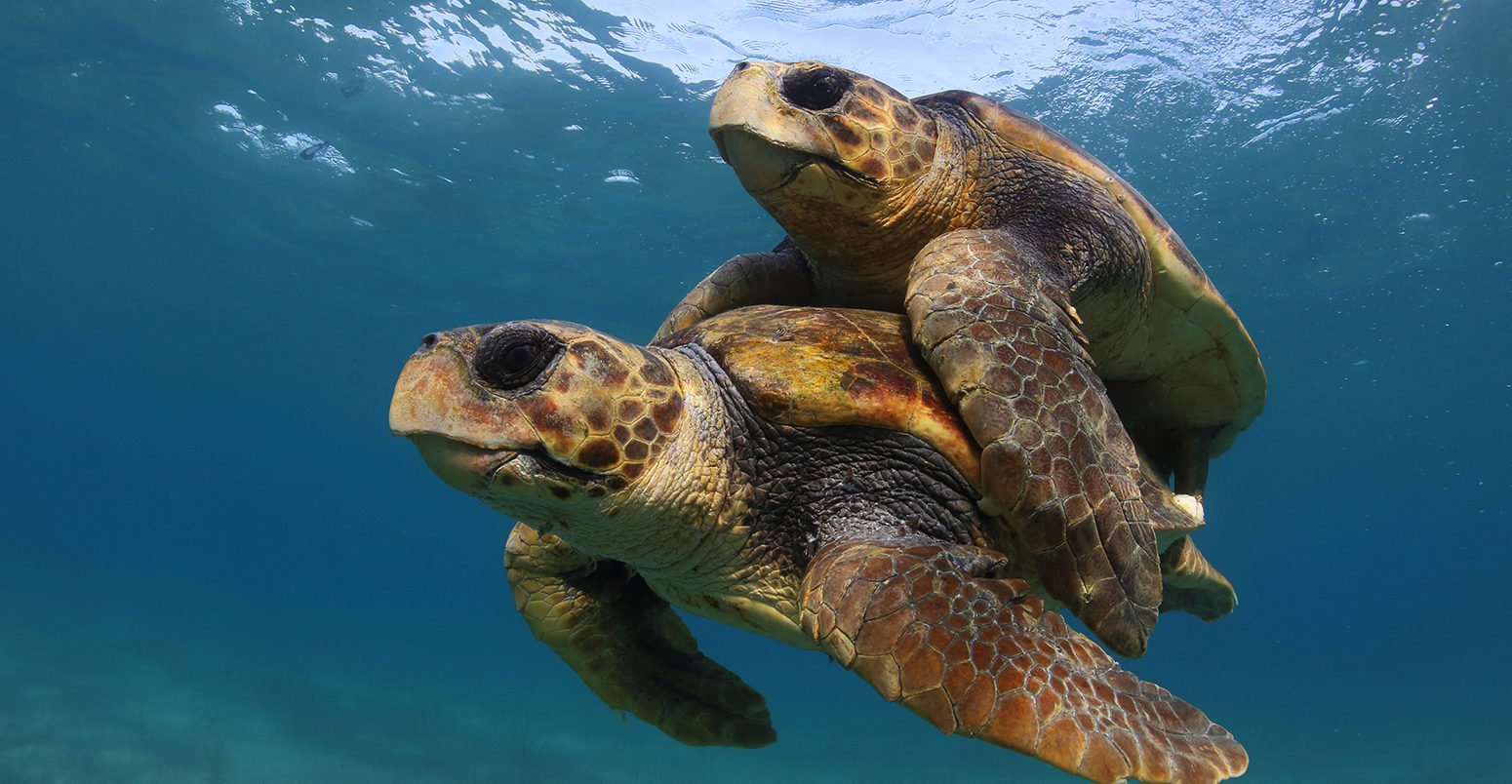 Loggerhead turtles in the Mediterranean