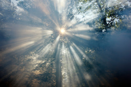 BP206G Smoke in a forest, sun comes slowly through the fume, 2010