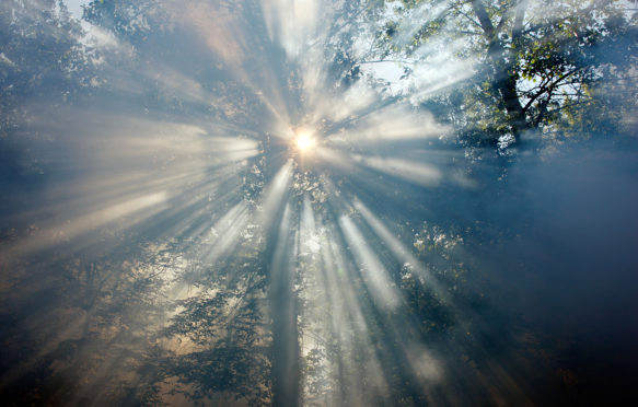 BP206G Smoke in a forest, sun comes slowly through the fume, 2010