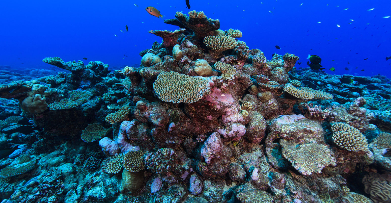 coral reef at the Palmerston Atoll