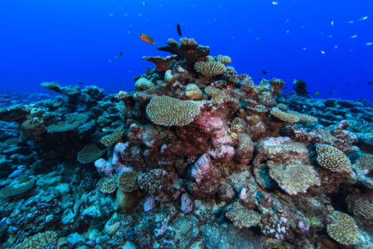 coral reef at the Palmerston Atoll