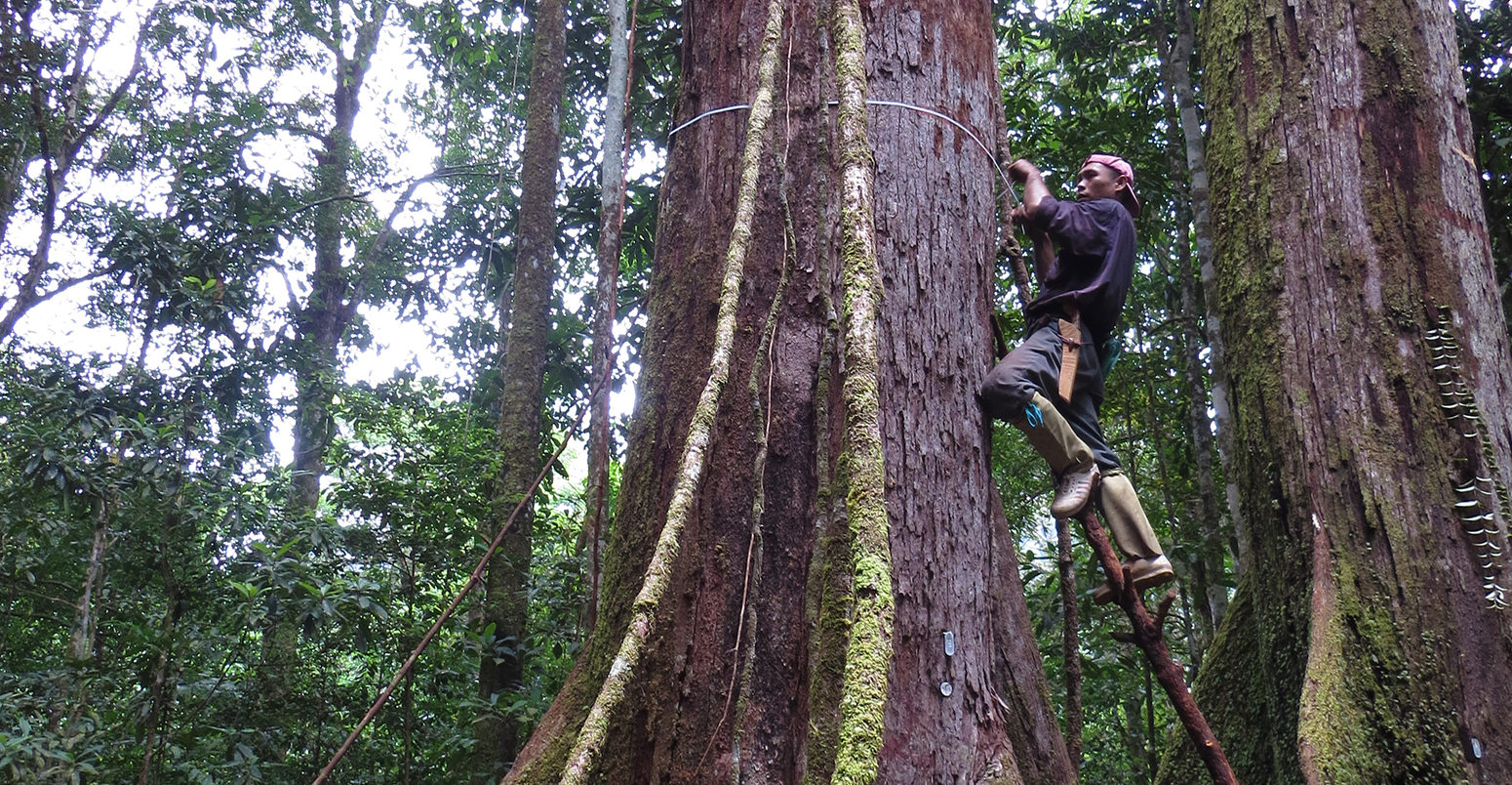 Deforestation and drought threaten carbon storage in Borneo's