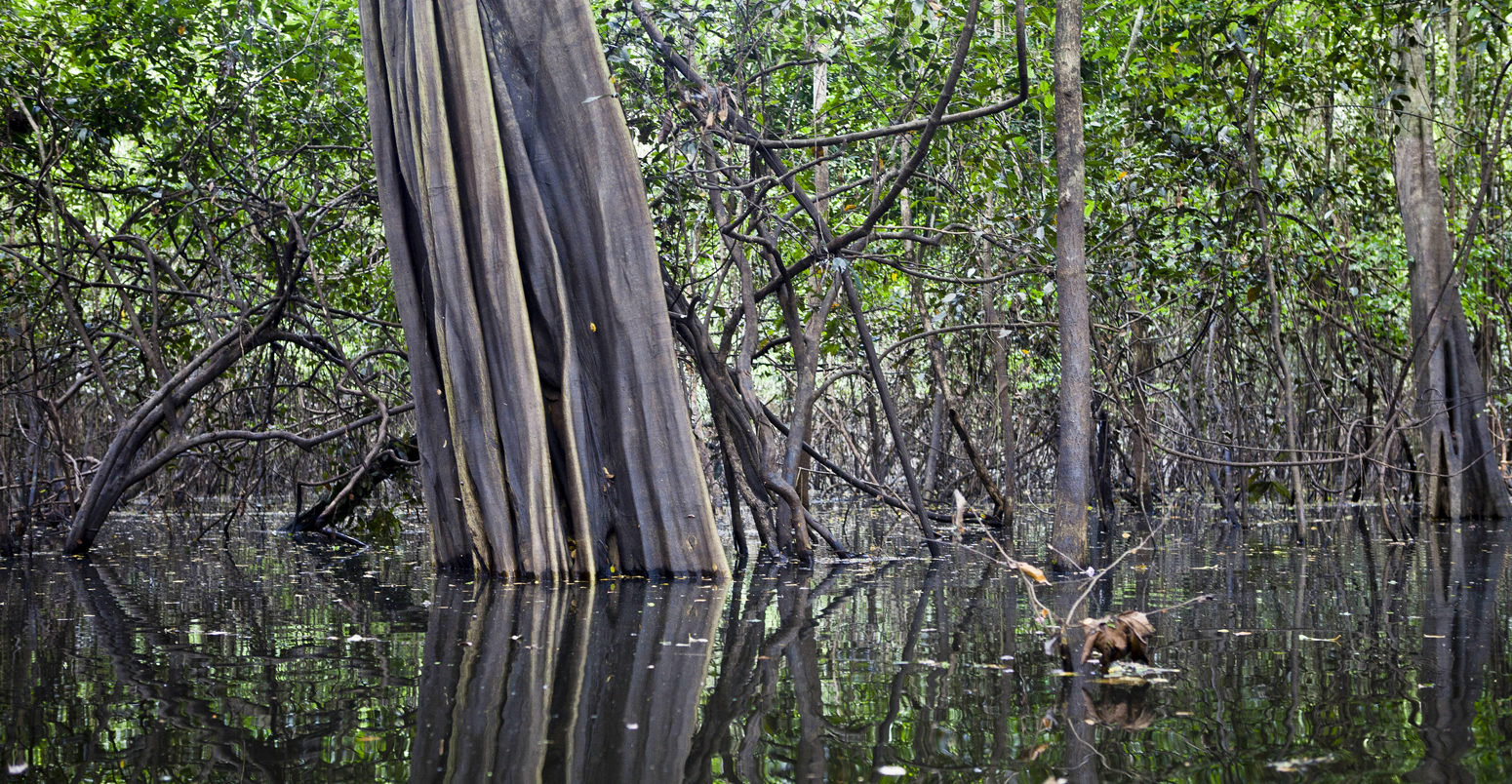 Floodplain in the flooded Amazon forest in Mamiraua Book