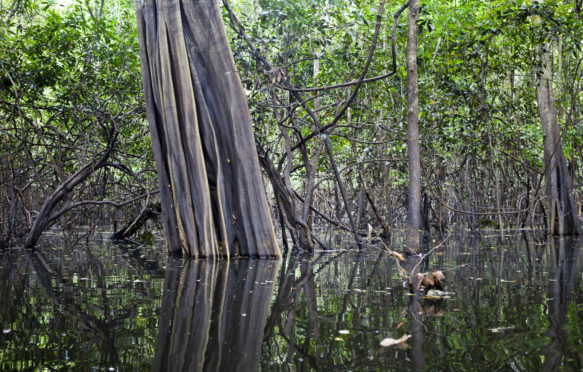 Floodplain in the flooded Amazon forest in Mamiraua Book