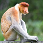 CTNGBB Proboscis monkey Borneo Malaysia.
