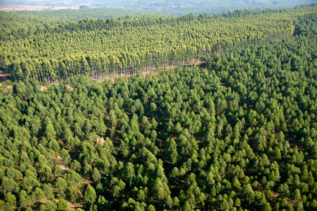 A7PKYG Aerial view of eucalyptus grandis or saligna trees in a commercial forestry plantation in South Africa Mpumalanga South Africa. Credit: AfriPics.com / Alamy Stock Photo