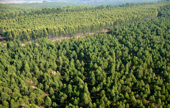 A7PKYG Aerial view of eucalyptus grandis or saligna trees in a commercial forestry plantation in South Africa Mpumalanga South Africa. Credit: AfriPics.com / Alamy Stock Photo